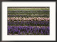 Vertical Rows of Pink and Purple Hyacinths