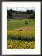 Sunflowers and Hay