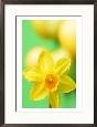 Yellow Daffodil