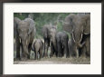 A Group of African Forest Elephants in a Clearing in the Forest