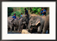 Handlers Sitting on Their Elephants, Chiang Mai, Thailand
