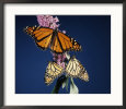 Male and Female Monarch Butterflies