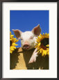 Pig with Sunflowers in Bushel