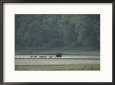 Wild Boar and her Piglets Running along a River Bank