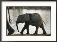 Baby Elephant Follows after its Mother