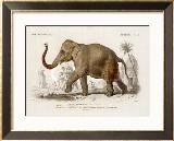 Indian Elephant