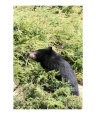 black bears Art on the Verge Animals