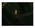 The Delicate Assassin II
