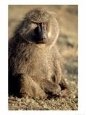 Olive Baboon Sitting on the Ground