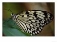 Butterfly on Leaf