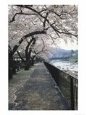 Cherry Blossoms, Sakura, Hakone, Japan
