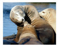 Baby Kisses! Art on the Verge Animals
