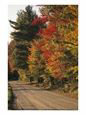 Fall Colors Line a New England Road