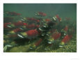 Sockeye Salmon Streamline to Create Less Drag from the Current Freshwater Fish Salmon