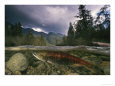 A Spawning Sockeye Salmon in a Shallow Channel