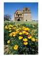 California Poppies Grow near Tumacacori Mission