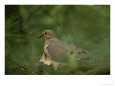 Mourning Dove (Zenaida Macroura) Nesting in a Pine Tree