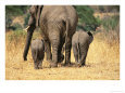Rear View of Female Elephant Flanked by Two Babies