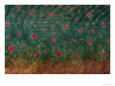 A Close View of the Skin of a Salmon in Breeding Colors