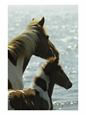 Wild Pony and Foal Looking Out at the Water
