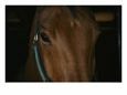Close View of the Head of a Bay Horse