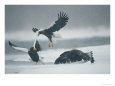 A Pair of Stellers Sea Eagle Fighting as a Juvenile Eats