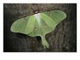 Close View of a Luna Moth with Eyelike Markings on its Wings