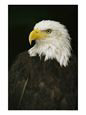 Portrait of an American Bald Eagle