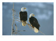 A Pair of Bald Eagles Perch on a Tree Branch
