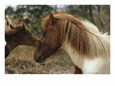 Wild Pony Foal Nuzzling its Mother