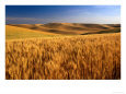 Wheat Fields, Palouse, USA