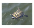 Tommy turtle Art on the Verge Animals