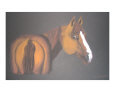 Horse that won