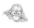 Baby Orangutan