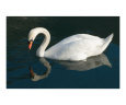 Swan Reflections Art on the Verge Animals
