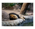 Lazy Day