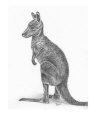 Kanga