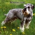 Schnauzers