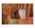 Horse Patterns Art on the Verge Animals