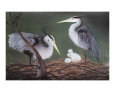 Heron Nest Art on the Verge Animals