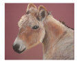 Donkey