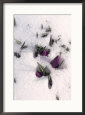 Purple Flowers in Snow