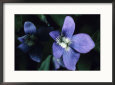 Purple Violet with Green Leaves