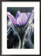 Pasque Flower with Purple Petals