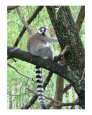 Lemur Art on the Verge Animals