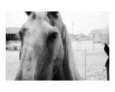 Wild West Art on the Verge Animals