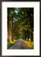 Late Afternoon Sunshine Cutting Through the Trees on Country Lane, Poland