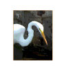 Egret Art on the Verge Animals