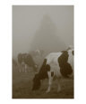 Cows in the mist Art on the Verge Animals