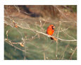 Cardinal Art on the Verge Animals
